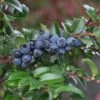 Alpha Evergreen Huckleberry -Alpha Shop 153933053859725327