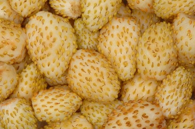 Yellow Wonder Alpine Strawberry 3 Yellow Wonder Alpine Strawberry