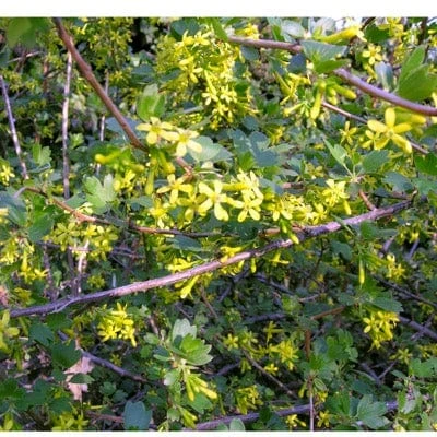 Black Topaz™ Currant 3 Black Topaz™ Currant