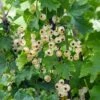 Bar-le-duc White Currant -Alpha Shop 4904