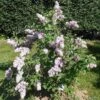Belle De Nancy Lilac -Alpha Shop 515px Syringa vulgaris Belle de Nancy 2018 05 04 0369