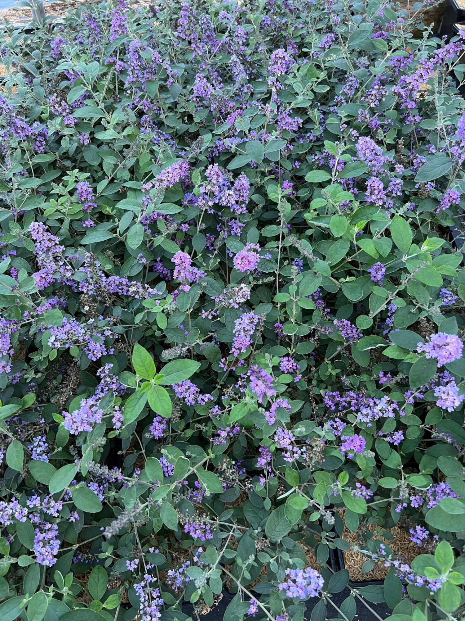 LO & BEHOLD® ‘Blue Chip Jr.’ 3 LO & BEHOLD® ‘Blue Chip Jr.’ - Image 2