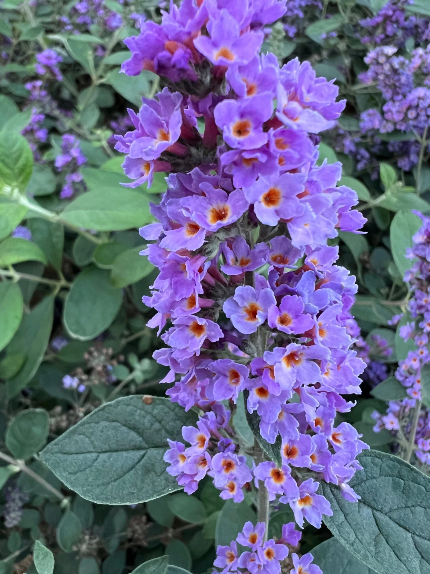 LO & BEHOLD® ‘Blue Chip Jr.’ 2 LO & BEHOLD® ‘Blue Chip Jr.’