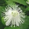 Passiflora SnowPop™ -Alpha Shop 9288