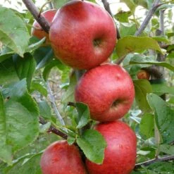 Unbeatable Urban Apple Bundle (3 Trees) 7 Unbeatable Urban Apple Bundle (3 Trees) -Alpha Shop AppleRedWindsor