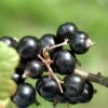Coronet Black Currant -Alpha Shop CoronetBlackCurrant