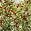 Red Azarole Hawthorn -Alpha Shop Crataegus azarolus Frucht 1