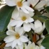 Michelia Doltsopa "Fairy White" -Alpha Shop Fairy magnolia White