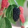 Black Beauty Fruiting Mulberry -Alpha Shop Gold Mop Cypress 1