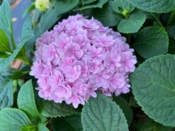 Double Down® Hydrangea -Alpha Shop IMG 3871
