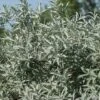 Alpha Iceberg Alley® Salix First Editions® -Alpha Shop IcebergAlleySageleafWillow