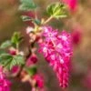 King Edward VII Flowering Currant -Alpha Shop KingEdwardVIIRibes