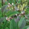 Dawn Viburnum -Alpha Shop M081 gigapixel standard scale 6 00x 886f0d28 ab38 42b3 87a6 6bc00b3e75b5