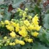 Tall Oregon Grape Holly -Alpha Shop MAH aquafolium 1024x672 1