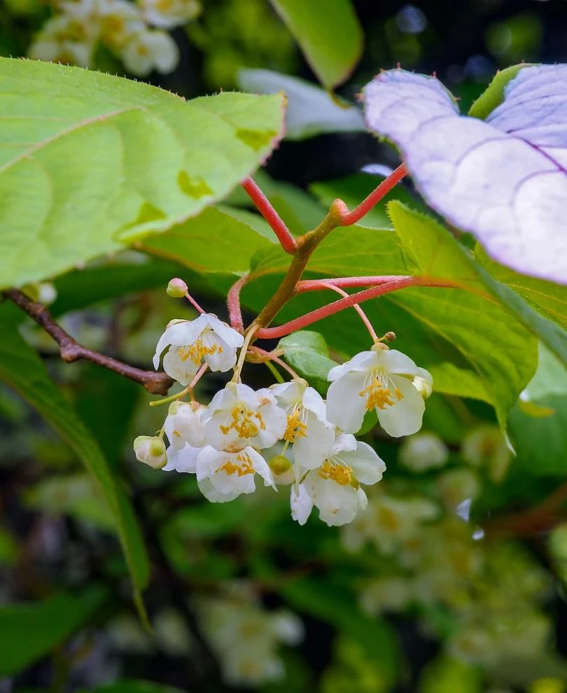 74-32 Hardy Male Kiwi 3 74-32 Hardy Male Kiwi