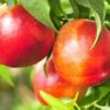 Pacific Pride™ Nectarine -Alpha Shop PacificPrideNectarine 1
