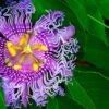 Passiflora PinkPopâ„¢ 1 Passiflora PinkPopâ„¢ -Alpha Shop PinkPopPassiflora 1