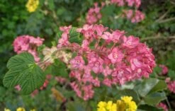 Pokeys Pink Flowering Currant