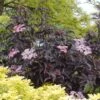 Black Beauty Elderberry -Alpha Shop Sambucus Nigra Black Beauty