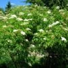 American Elderberry -Alpha Shop Sambucus canadensis