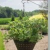 Alpha Bushel And Berry® Sapphire Cascade® Blueberry -Alpha Shop SapphireCascade2 1