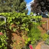 Freyr Trellis Extension By Seattle Urban Farm Company -Alpha Shop Trellisextension