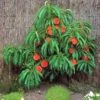 Pix Zee Dwarf Peach - Miniature -Alpha Shop Trixzie Pixzee Peach Tree 54472 zoom 2