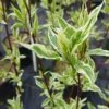 Variegated Red Twig Dogwood