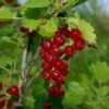 Viking Red Currant -Alpha Shop VikingRedCurrant