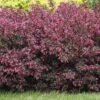 Alpha Wine & Roses® Weigela 2 Alpha Wine & Roses® Weigela -Alpha Shop WeigelaWineRoses1 1080 1080 60
