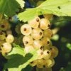 Zitavia Currant -Alpha Shop White Currants Best Varieties Growing Guide Care Problems and Harvest FI