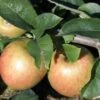 Jonagold Apple Tree -Alpha Shop a460jonagold apples 1