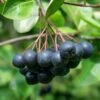 McKenzie Aronia