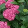 Let's Dance ¡Arriba!® Reblooming Hydrangea -Alpha Shop arriba2