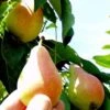Arganche European Pear -Alpha Shop b037 araganche 1