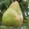 Comice European Pear