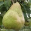 European Winter Pear Bundle No. 1 -Alpha Shop b080 comice 1 1200x1375 b6523b5f cb29 4568 b323 ba39c75911ff
