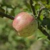 Bardsey Apple -Alpha Shop bardseyapple