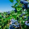 Big Blueberry Bundle No.1 -Alpha Shop bbbs3