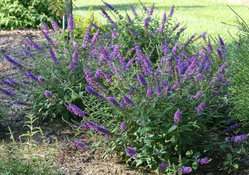 LO & BEHOLD® ‘Blue Chip Jr.’ 4 LO & BEHOLD® ‘Blue Chip Jr.’ - Image 3