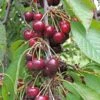 Bing Cherry -Alpha Shop bing cherry 1