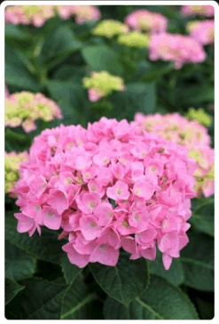 Let's Dance® Blue Jangles® Reblooming Hydrangea -Alpha Shop bjangle2