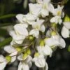 Black Locust Seedling -Alpha Shop black locust
