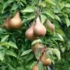 Bosc European Pear -Alpha Shop bosc pear 1