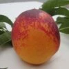 Speckled Egg Nectarine -Alpha Shop c578 speckled egg 1 1