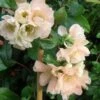 Cameo Flowering Quince 2 Cameo Flowering Quince -Alpha Shop cameo 1