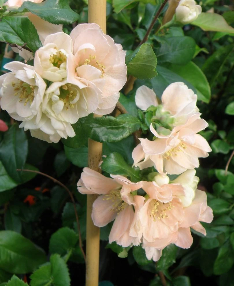 Cameo Flowering Quince 3 Cameo Flowering Quince
