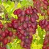 Canadice Seedless Grape -Alpha Shop canadice grape 1