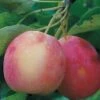 Centennial Crabapple -Alpha Shop centennialapplefruit0101