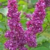 Charles Joly Lilac -Alpha Shop charles joly